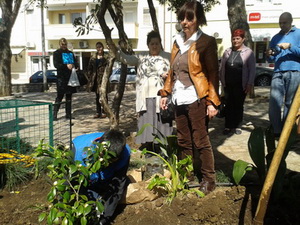 Poklon-sadnica kamelije, za Tivat