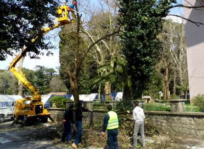Orezivanje stabala u Njegoševoj ulici