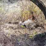 Akcija u Gornjoj Lastvi