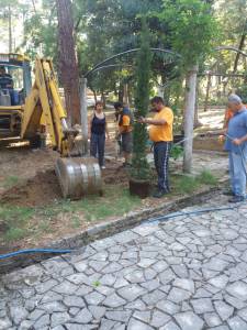 Posađeno 30 doniranih stabala