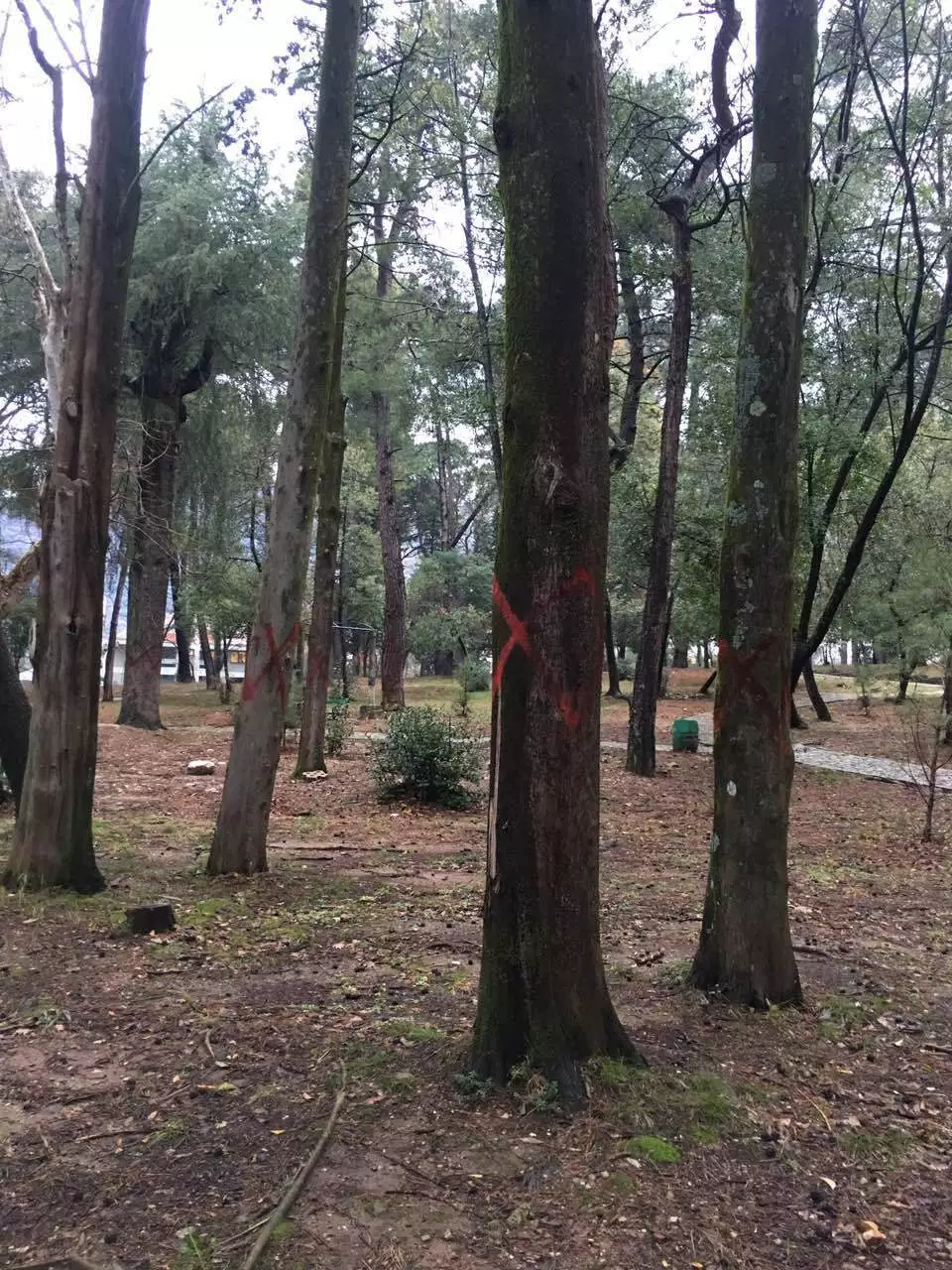 Obavještenje o početku radova na zamjenskoj sadnji stabala u Velikom gradskom parku