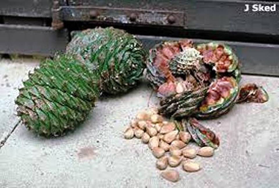 Još jedna šišarka čileanske jele u parku