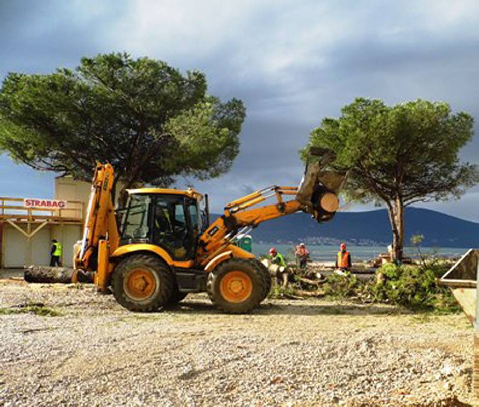 Uklonjeni borovi kod Lučke kapetanije