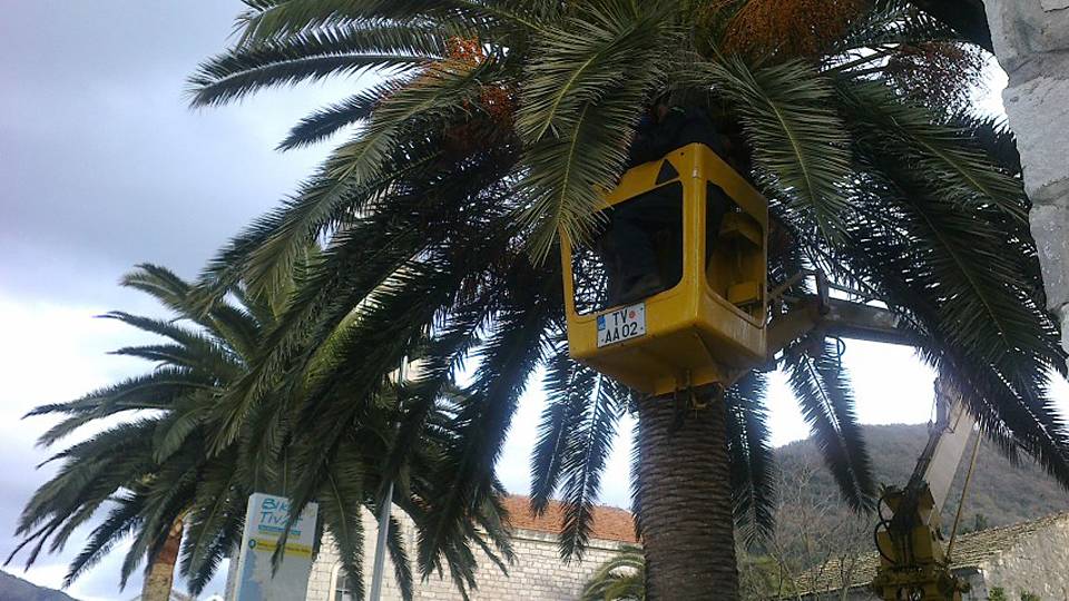 Počela rezidba palmi